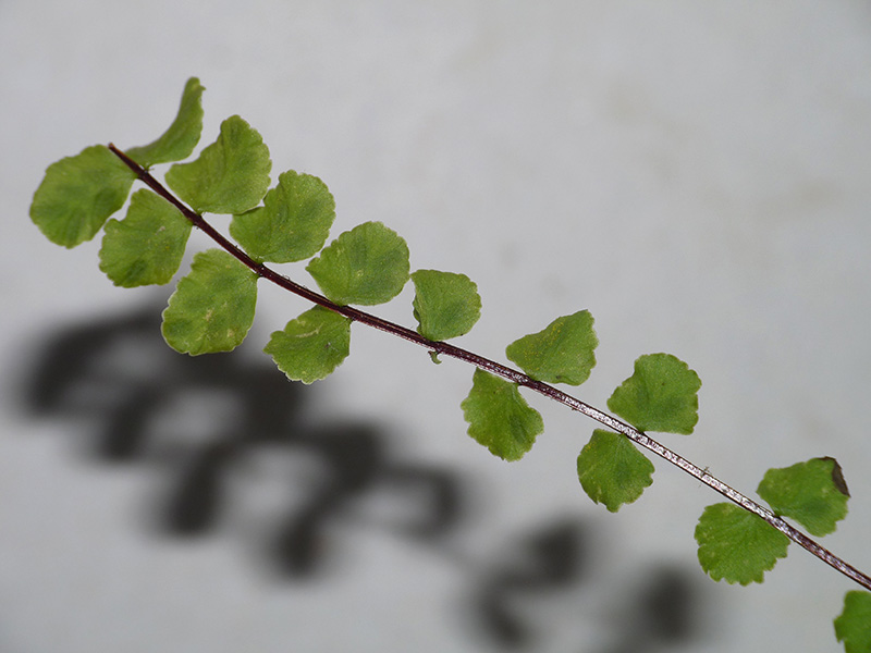 Asplenium trichomanes